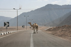 camel crossing - nuweiba
