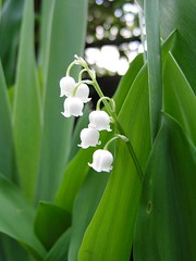 KICX0342 (Lily of the valley)