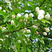 Flowers on the tree out by my driveway and S. Lynn 4