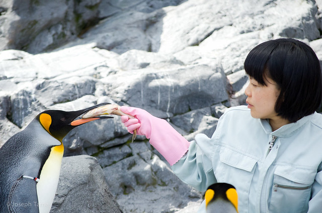 asahiyama_zoo-penguins _5910