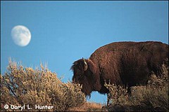 Bison, Full Moon Grand Teton National Park