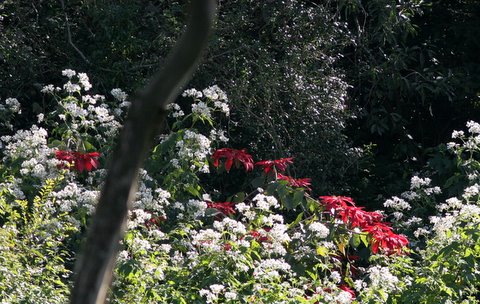 poinsettia and flowers nandi hills