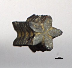 Isocrinus sp. fósil, vista frontal