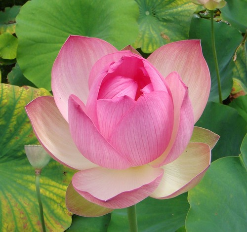زهرة اللوتس ( Lotus Flower) 2354441978_cf26505714
