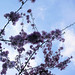 Parc de Maulévrier - Cerisier sur ciel