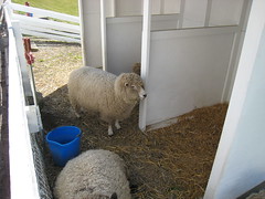 Kelsey Creek Farm Sheep