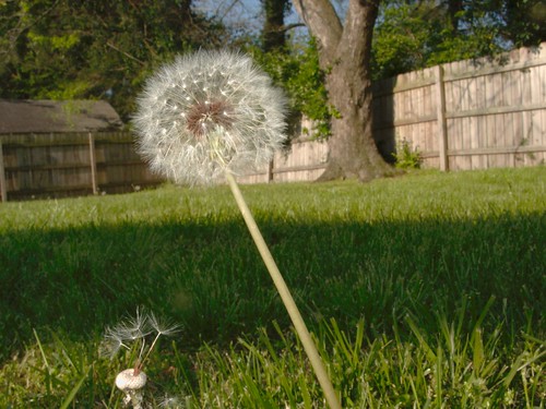 Backyard Dandelion Seedhead
