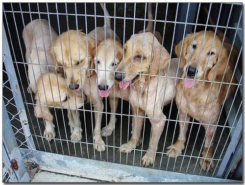 2007-07-12-「認養」嘉義被繁殖場丟棄的10多隻黃金獵犬～你還想買黃金寶寶喔？他們的父母就是長這樣！這樣的寶寶會健康？別再買狗了...