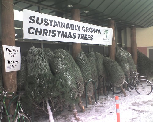 Sustainably Grown Christmas Trees