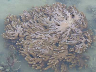 S.coral-P1050697