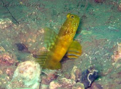 IMG_3985 yellow goby