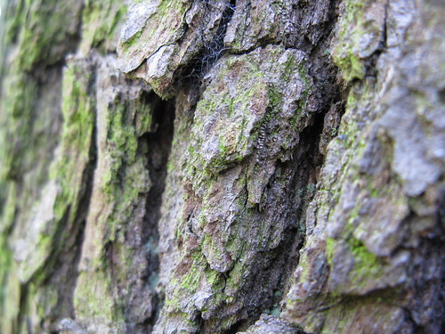 bark (spot the web)
