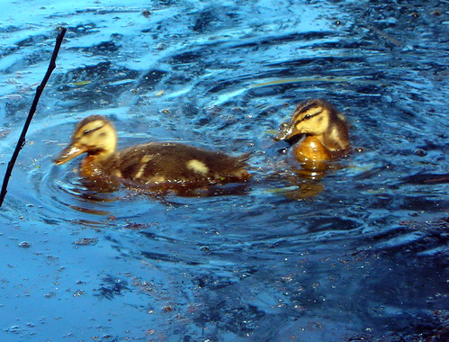 12-Ducklings Scriber Lake