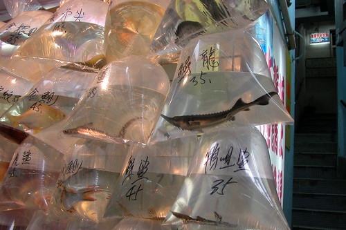 Hong Kong Fish Market