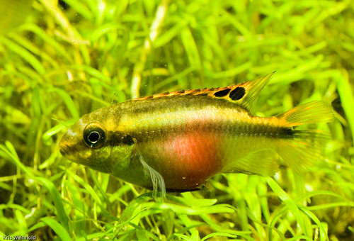 Pelvicachromis Pulcher Super Red Female