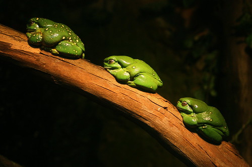 Splendid Three Frogs by maasha.