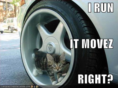 funny-pictures-kitten-in-car-wheel