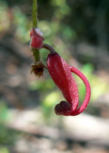 Grevillea oldei single flower