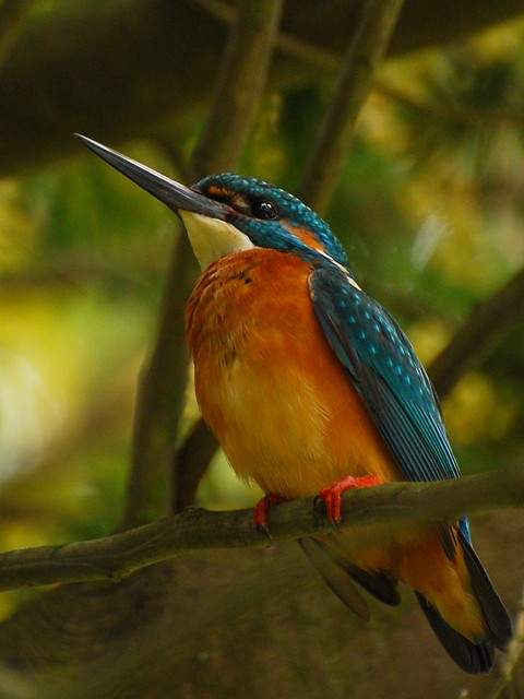 Guarda Rios // Kingfisher