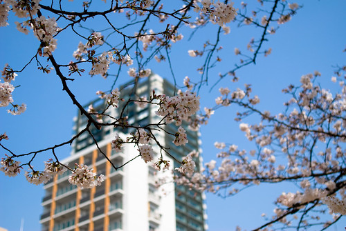 堀江公園にて 桜