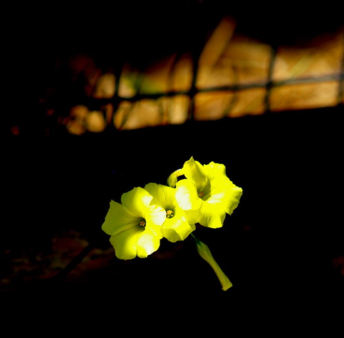 Yellow Poppy with Pentax SuperTakumar 105mm f/2.8 in M42 