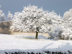 A snowy tree in the sun