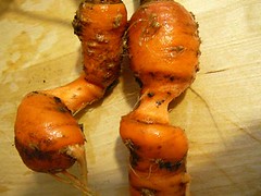carrotsm, vegetables, garden