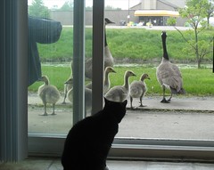 Dolly watch geese