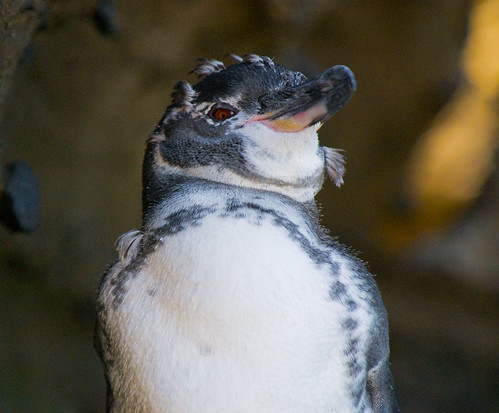 Galapagos penguin by paul_ark