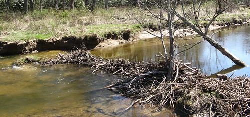 Beaver dam along the Boone Fork Trail