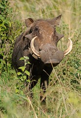 Male Warthog, Murchison Falls NP, Uganda