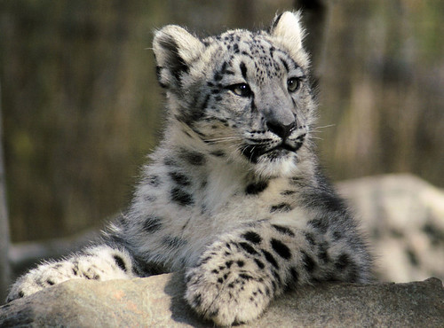 snow leopard cub in snow. snow leopard cub