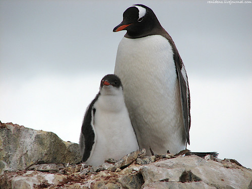 Images Of Baby Penguins. mother and aby penguins