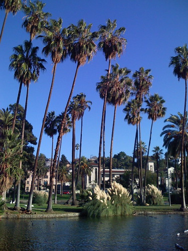 Echo Park Palms