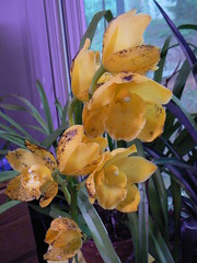 Yellow cymbidium with some ugly brown spots