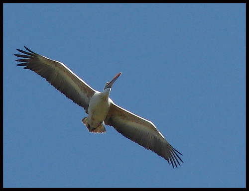 Pelican glide