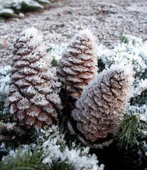 Frost cones