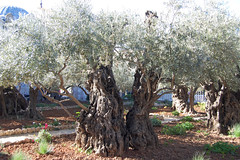olive trees from time time of the Romans