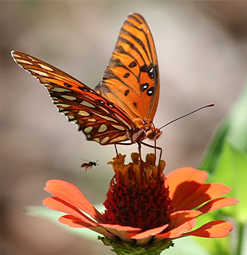 Best Beautiful Butterfly Pictures, Best Beautiful Butterfly, Best Butterflies