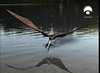 13 chinese pterosaur