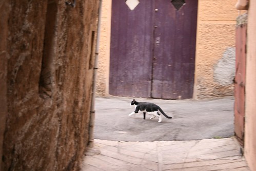 Cat running in the passage