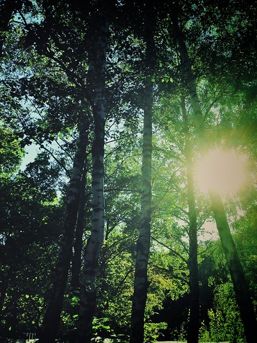 Forest with sunshine ©  NO PHOTOGRAPHER