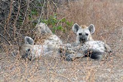 Hyena mother and cub, South Luangwa