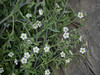 white fiesta flower - pholistoma membranaceum