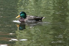 a duck!