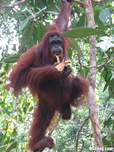 orang-utan-eat-banana