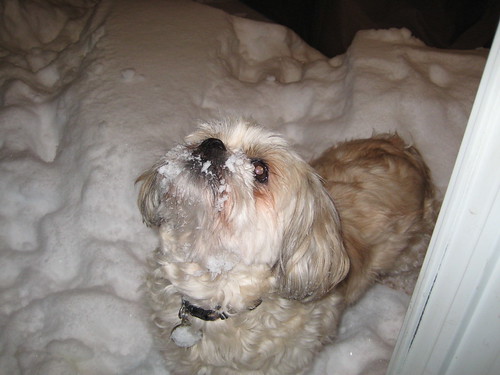 I luv to catch snowflakes on my nose.
