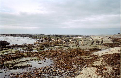 The seaweed eating sheep of North Ronaldsay
