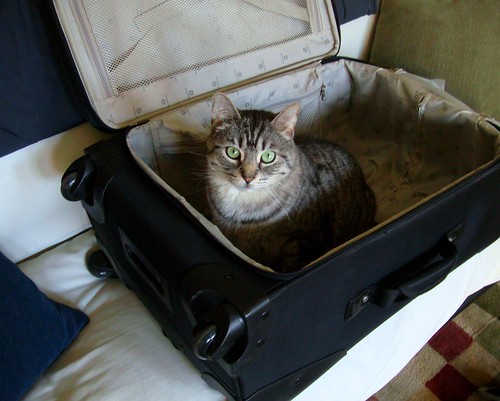 Cat in the Suitcase