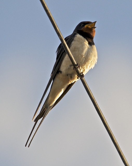 Swallow  (Hirundo rustica)